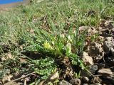 Astragalus chionanthus. Цветущее растение. Кыргызстан, Зап. Тянь-Шань, Таласский Алатау, южн. сторона пер. Кара-Буура, ≈ 3150 м н.у.м., правый берег р. Чон-Тор под склоном южн. экспозиции. 18 июля 2018 г.