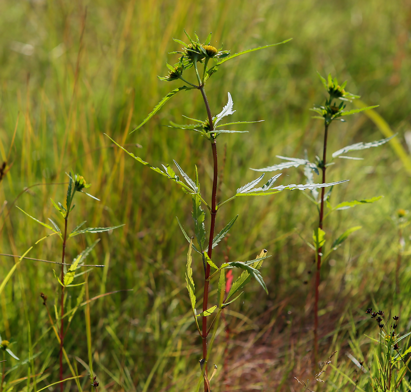 Изображение особи Bidens radiata.