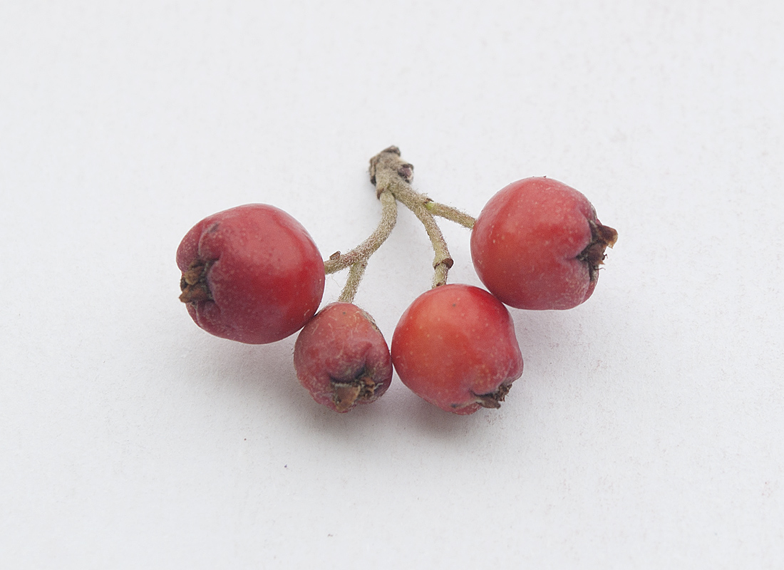 Изображение особи Cotoneaster oliganthus.