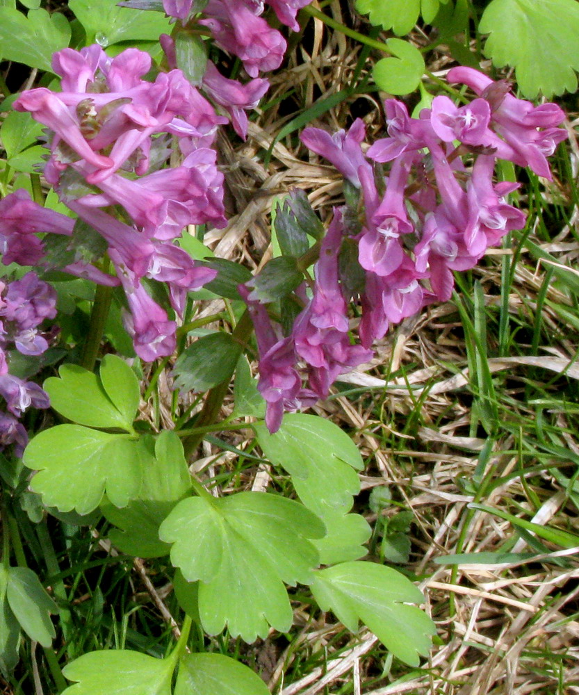 Изображение особи Corydalis tamarae.