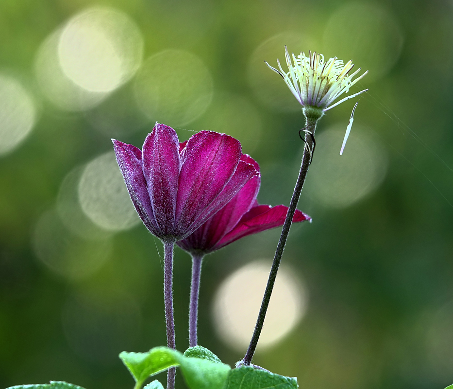 Image of Clematis &times; jackmanii specimen.