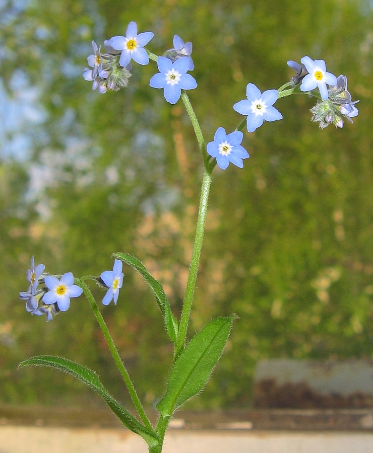 Изображение особи Myosotis krylovii.