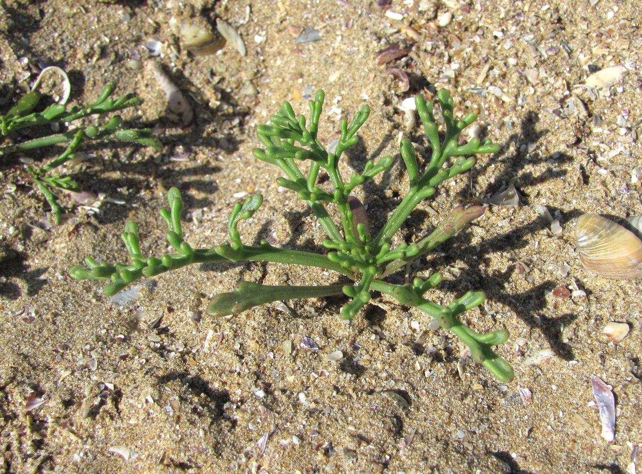 Image of Cakile euxina specimen.