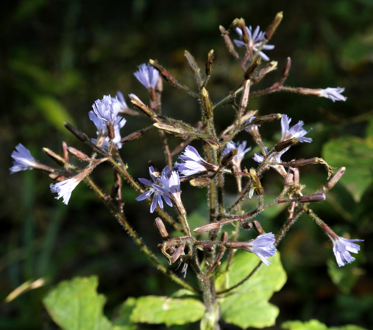 Image of Cicerbita petiolata specimen.