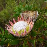 Protea cynaroides