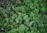 genus Sphagnum. Верхушки вегетирующих растений. Тверская обл., оз. Селигер, о-в Хачин, влажный ельник. 27.08.2016.