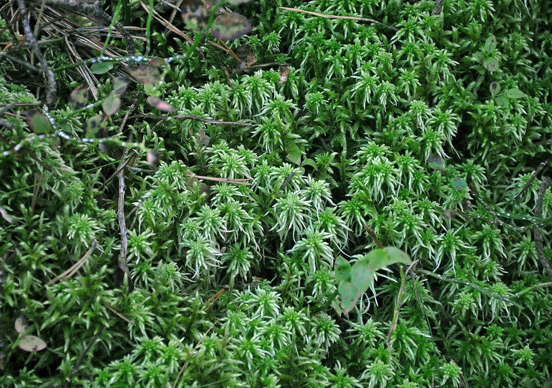 Изображение особи род Sphagnum.