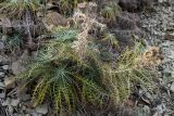 Lamyra echinocephala. Растение с сухими соплодиями-корзинками. Краснодарский край, Анапский р-н, мыс Большой Утриш, гора \"Прерванная\", нижняя часть восточного скалистого склона, на каменистой осыпи. 04.12.2018.