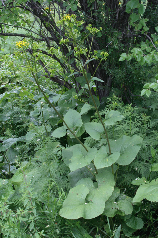 Изображение особи Ligularia thomsonii.