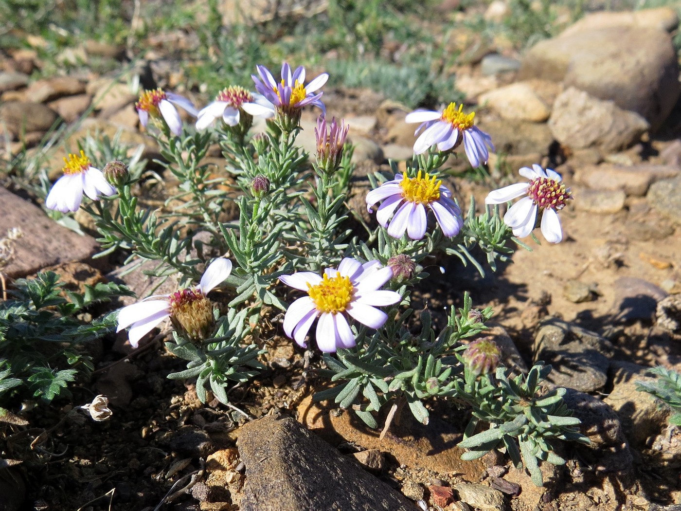 Изображение особи Asterothamnus heteropappoides.