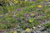 Oxytropis teres