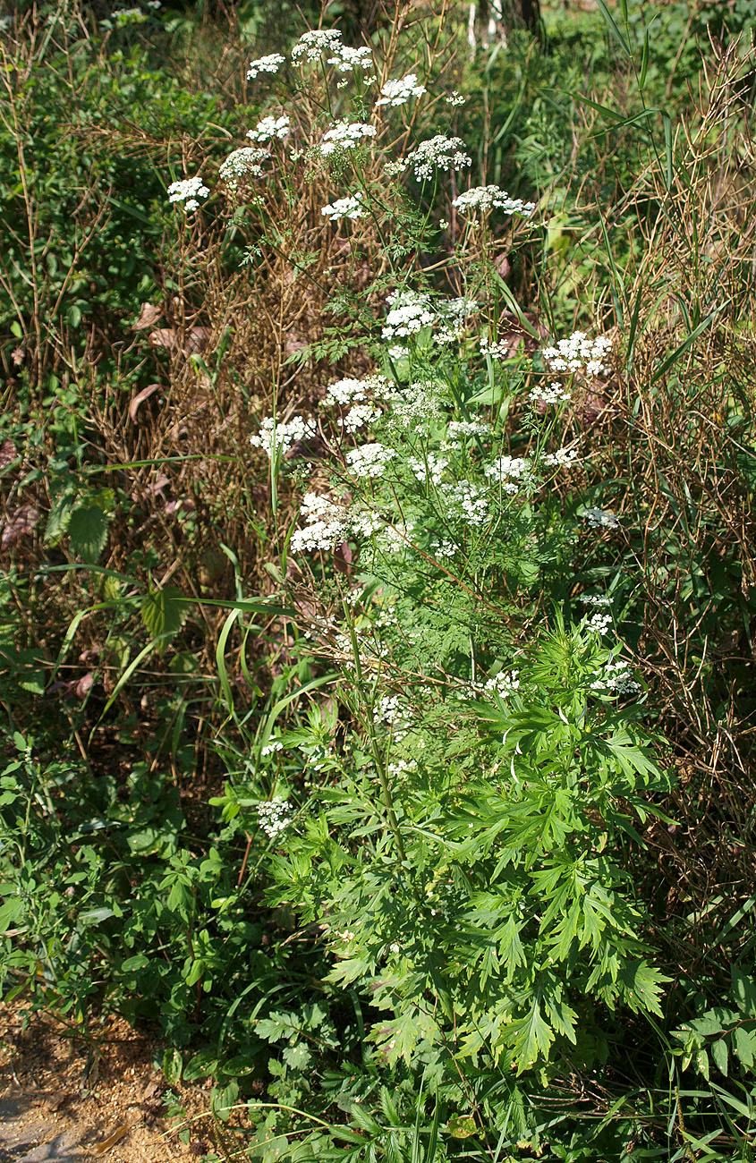 Изображение особи Aethusa cynapium.