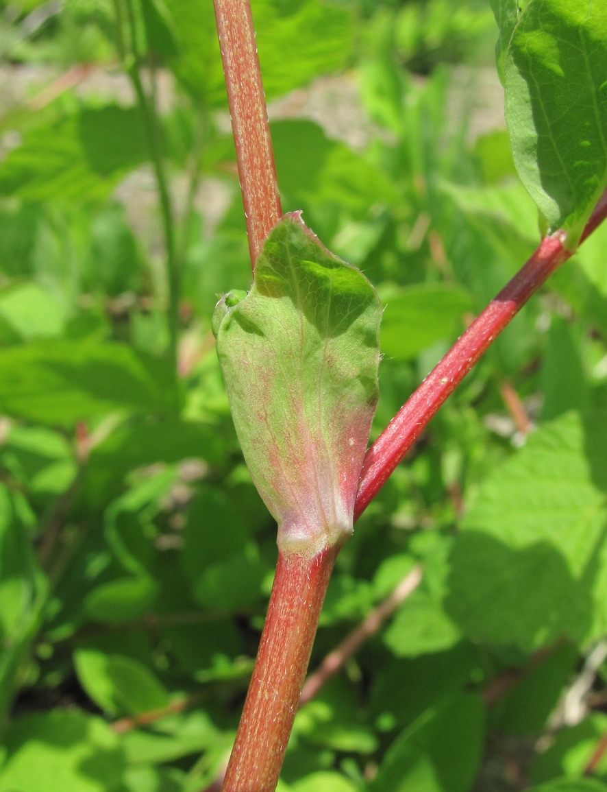 Изображение особи Astragalus glycyphyllos.