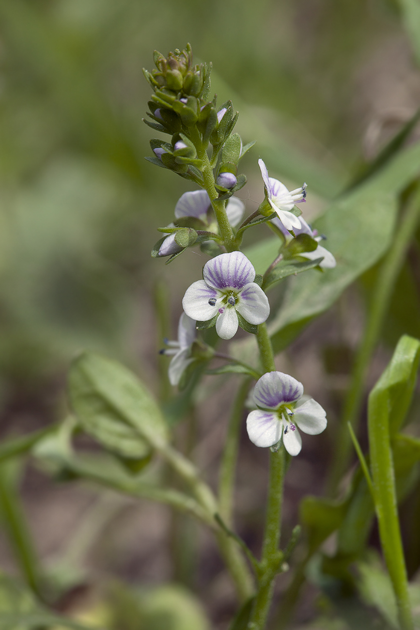 Изображение особи Veronica serpyllifolia.