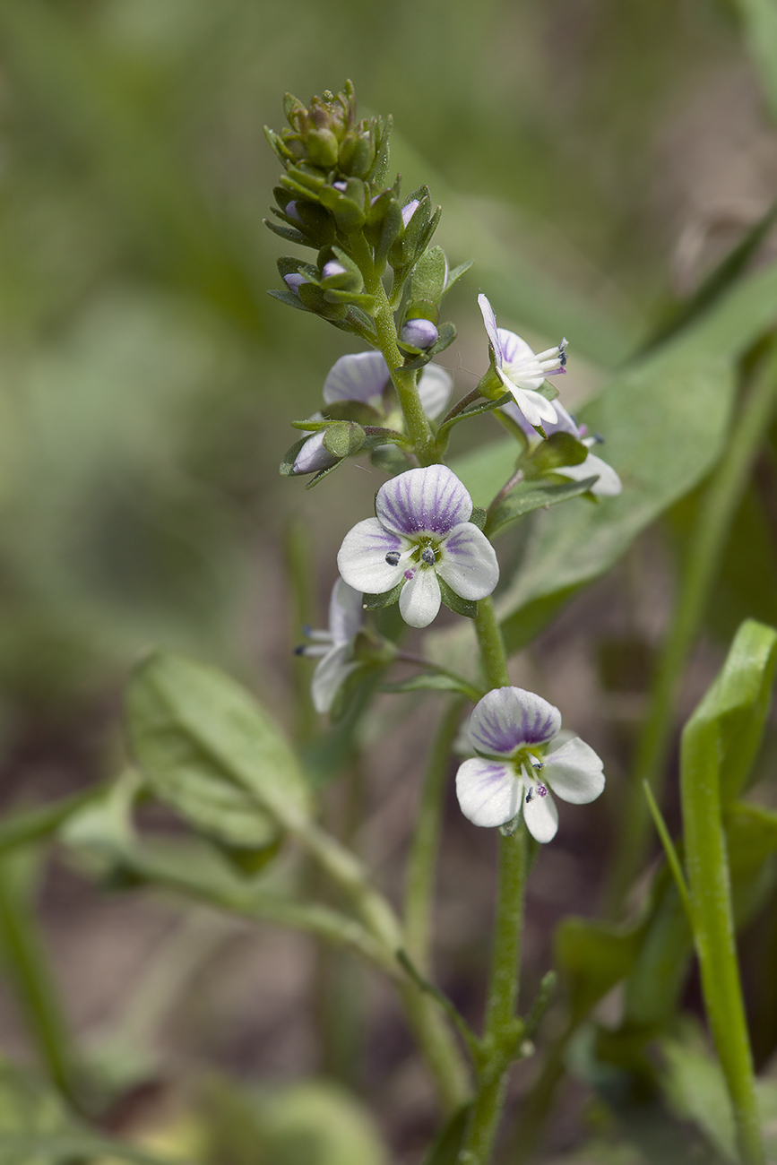 Image of Veronica serpyllifolia specimen.