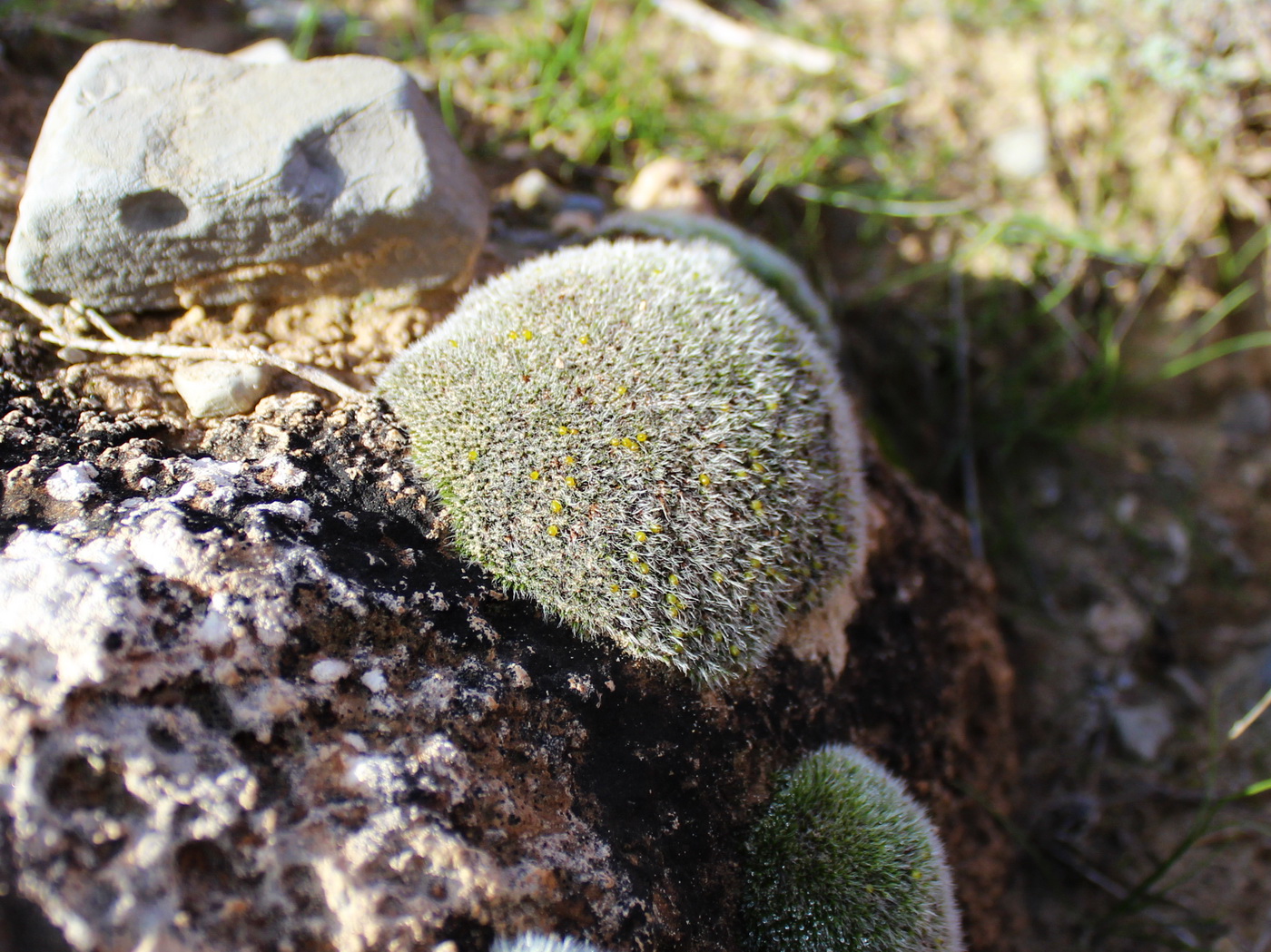 Image of class Bryopsida specimen.