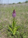 Orchis purpurea ssp. caucasica