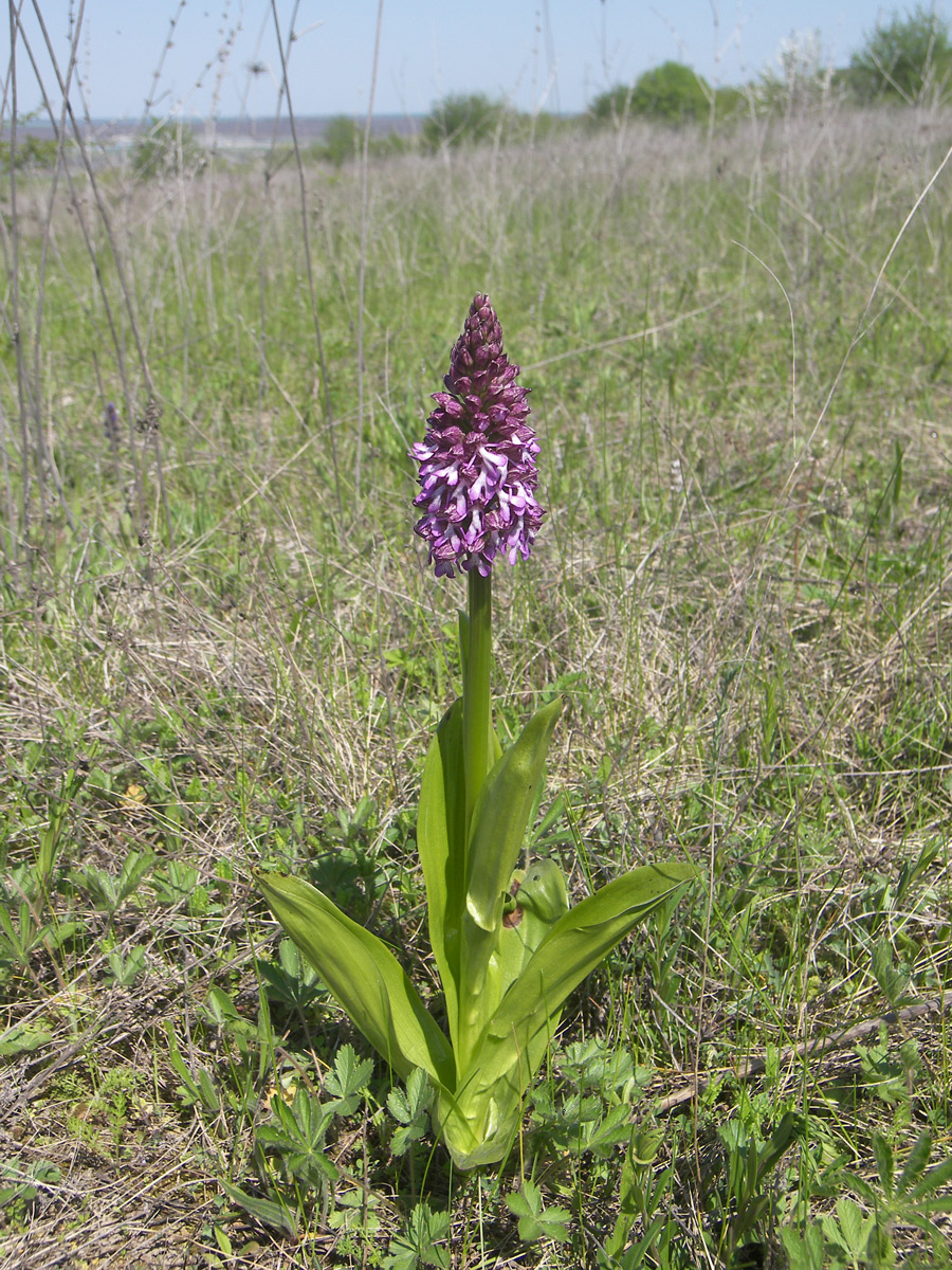 Image of Orchis purpurea ssp. caucasica specimen.