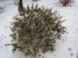Symphoricarpos albus var. laevigatus