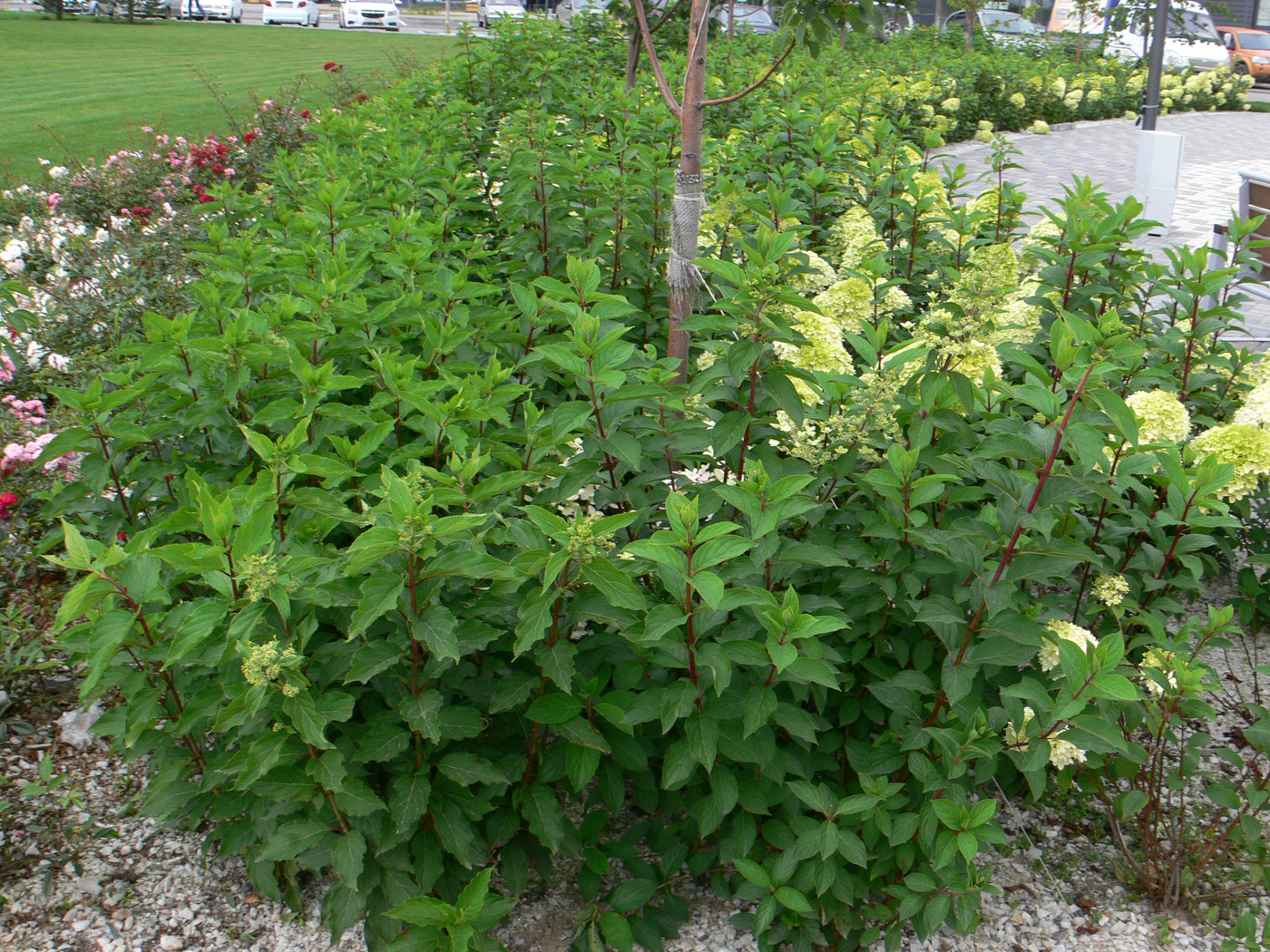 Изображение особи Hydrangea paniculata.