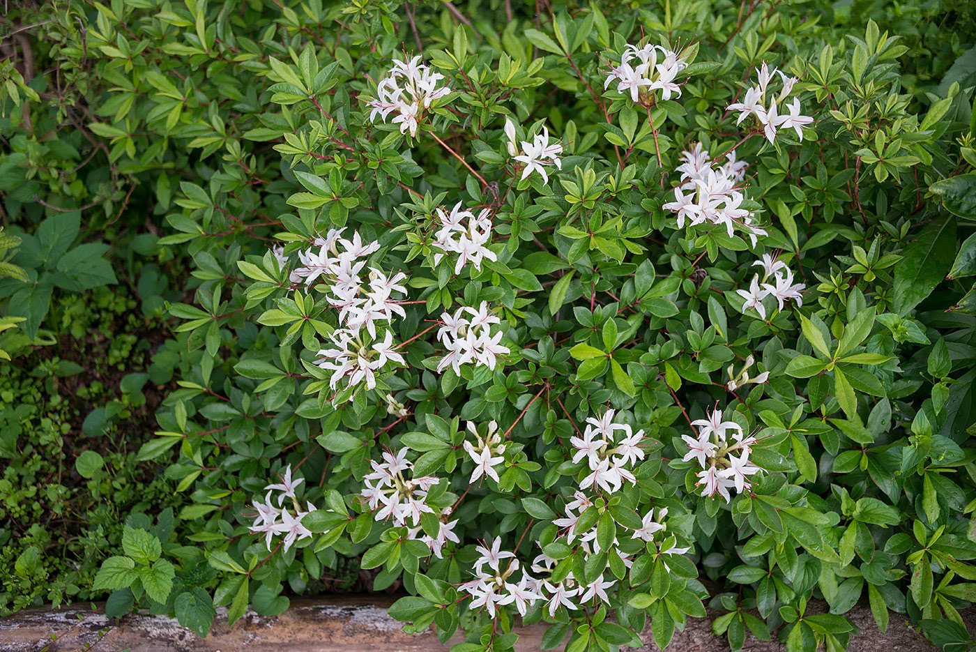 Изображение особи род Rhododendron.
