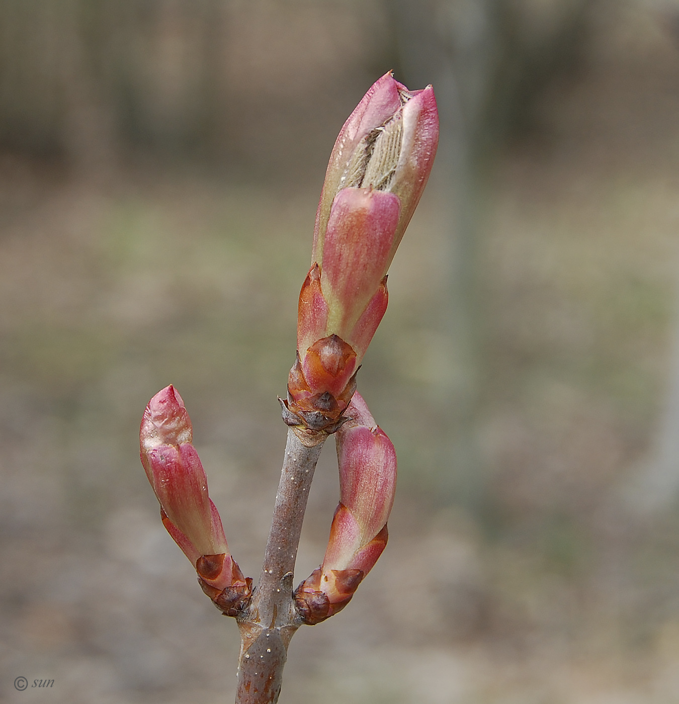 Изображение особи Aesculus glabra.