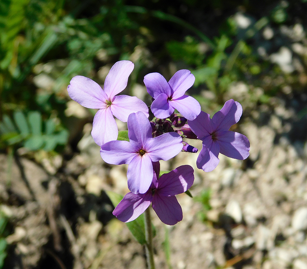 Image of Hesperis pycnotricha specimen.