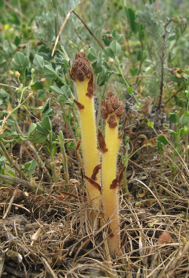 Image of Orobanche minor specimen.