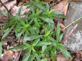 Dianthus commutatus. Розетки прикорневых листьев. Украина, Закарпатская обл., Тячевский р-н, с. Усть-Черная, склон горы Мокрая. 22.06.2010.