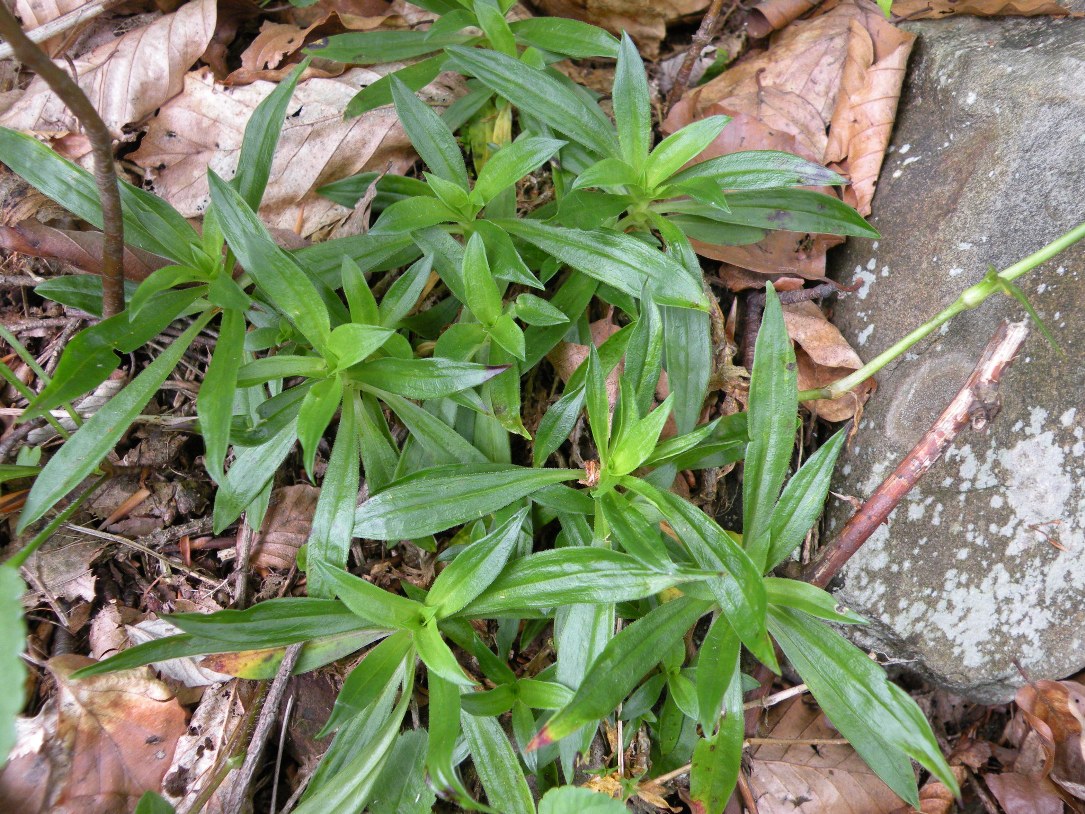 Изображение особи Dianthus commutatus.