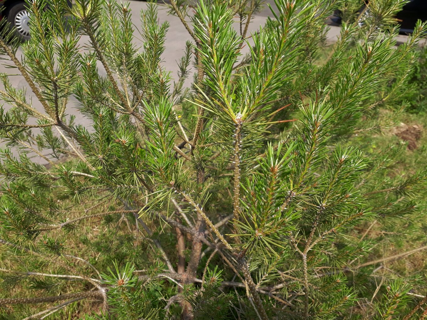 Изображение особи Pinus mugo.