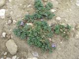 Medicago daghestanica. Цветущие растения. Дагестан, Гергебильский р-н, окр. с. Гергебиль, ок. 1000 м н.у.м., каменистое пастбище. 07.06.2019.