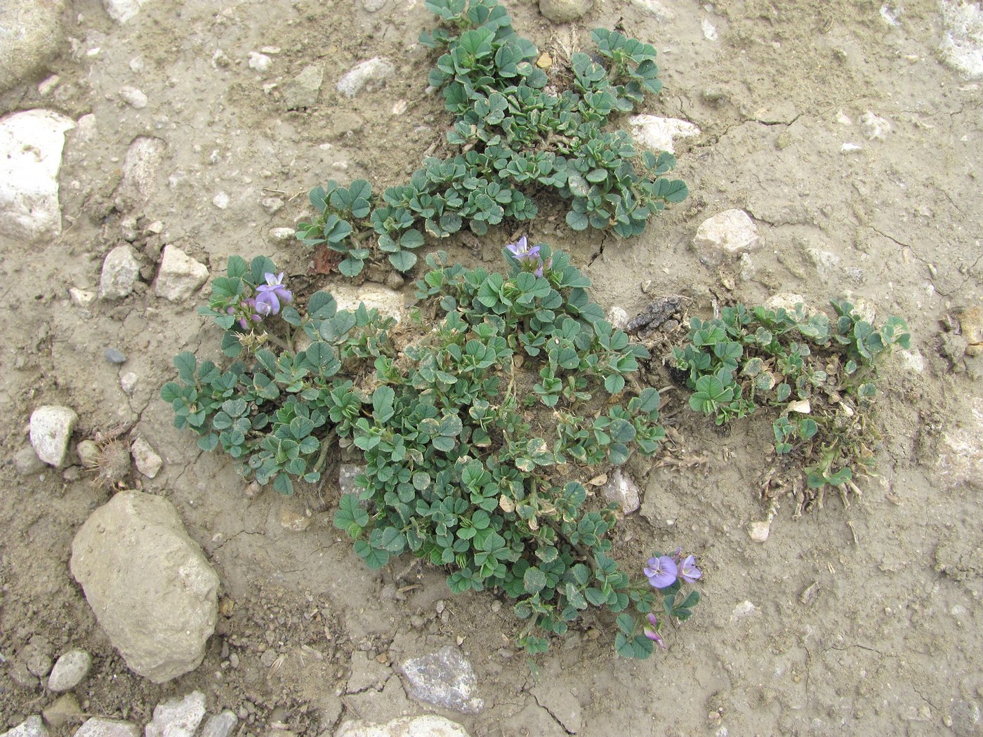 Image of Medicago daghestanica specimen.