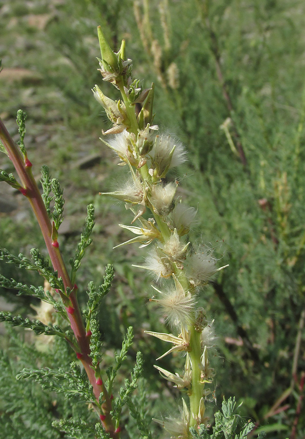 Изображение особи Myricaria bracteata.