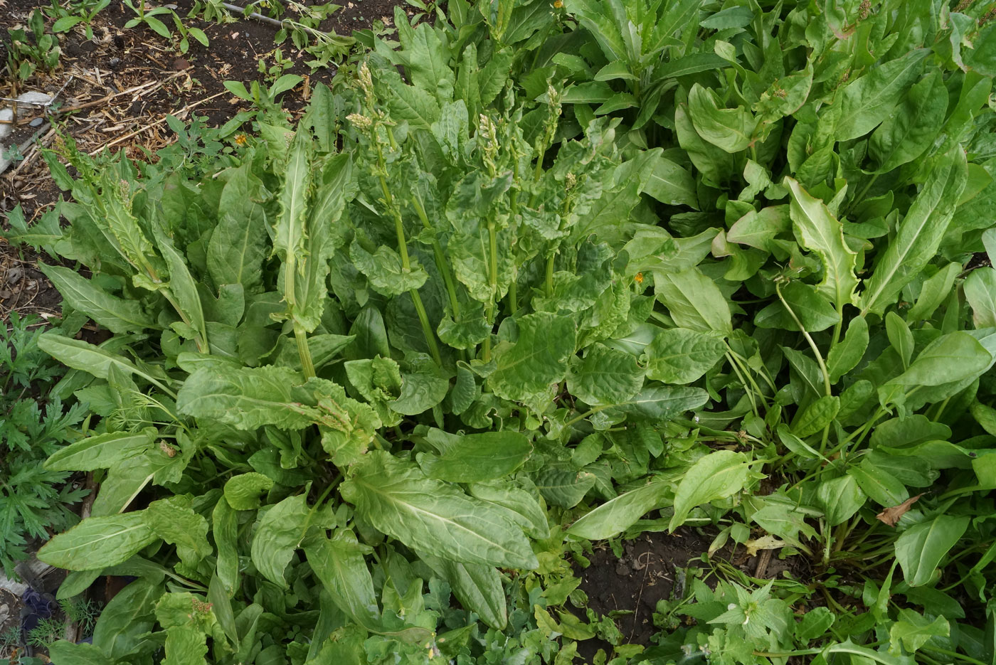 Image of Rumex acetosa specimen.