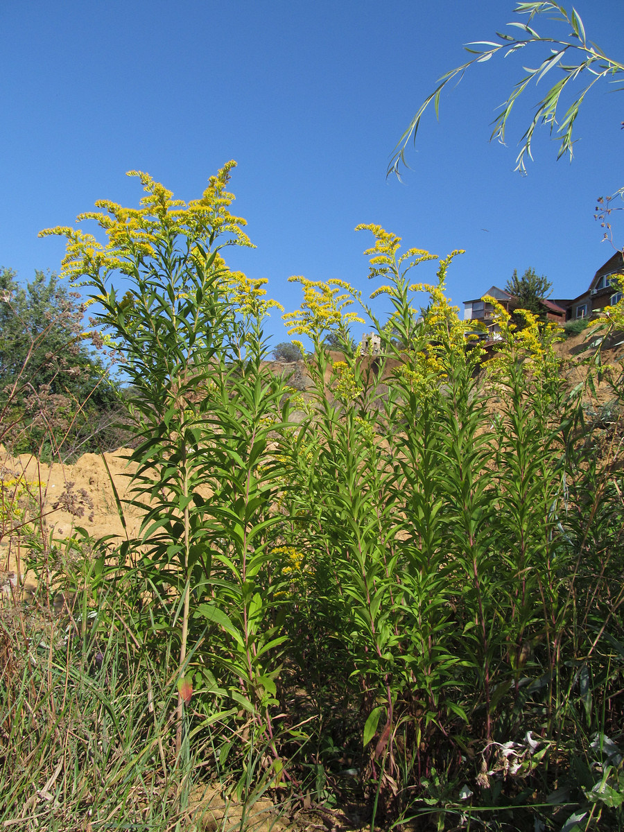 Image of Solidago gigantea specimen.