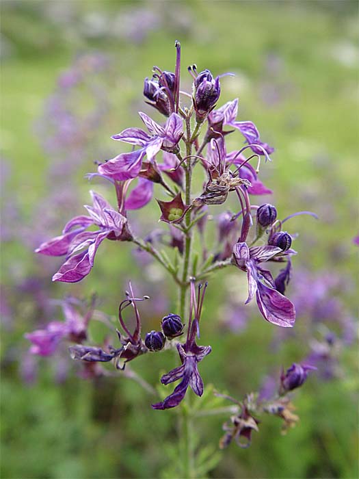Image of Teucrium orientale specimen.