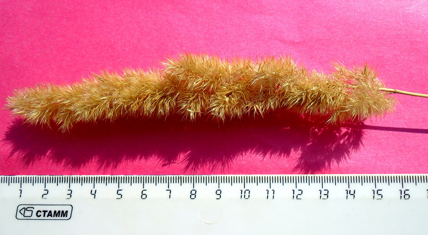 Изображение особи Calamagrostis glomerata.
