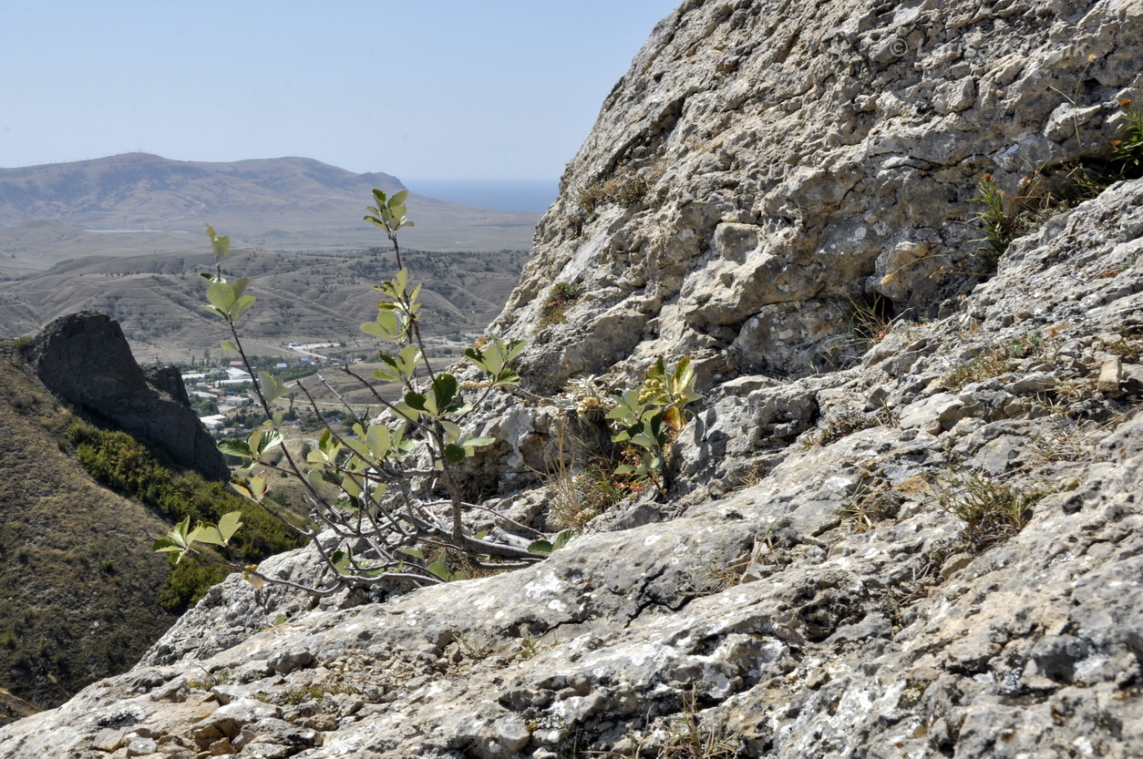 Image of Sorbus taurica specimen.