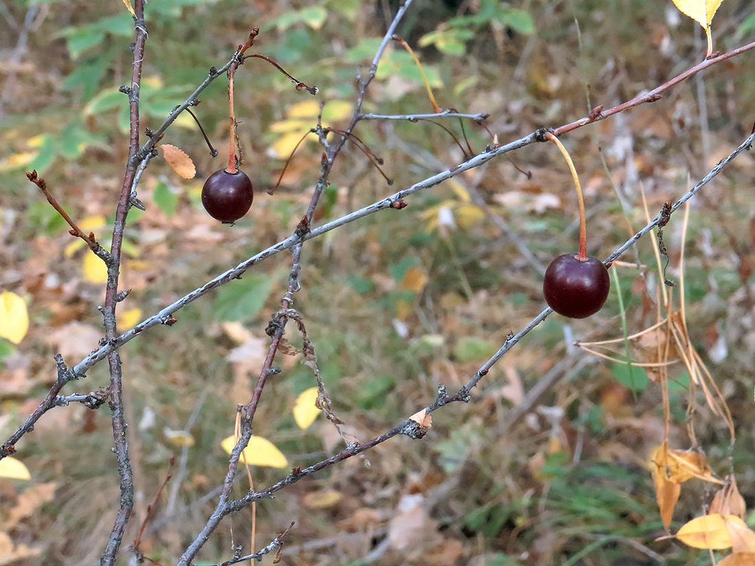 Image of Cerasus fruticosa specimen.