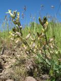 Astragalus xanthomeloides. Цветущее растение. Казахстан, Сырдарьинский Каратау, Центральный Каратау, подножья гор Келиншектау в р-не ручья Арпа-Озен, степь на мелкозёмах на склоне юго-зап. экспозиции. 7 мая 2019 г.