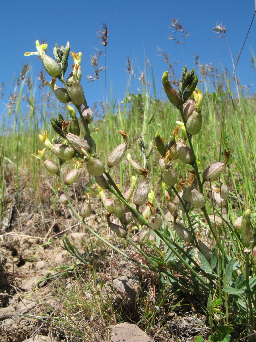 Image of Astragalus xanthomeloides specimen.