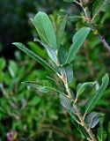 Salix cinerea. Верхушка побега. Челябинская обл., Аргаяшский р-н, берег оз. Увильды, прибрежные заросли кустарников. 04.08.2019.