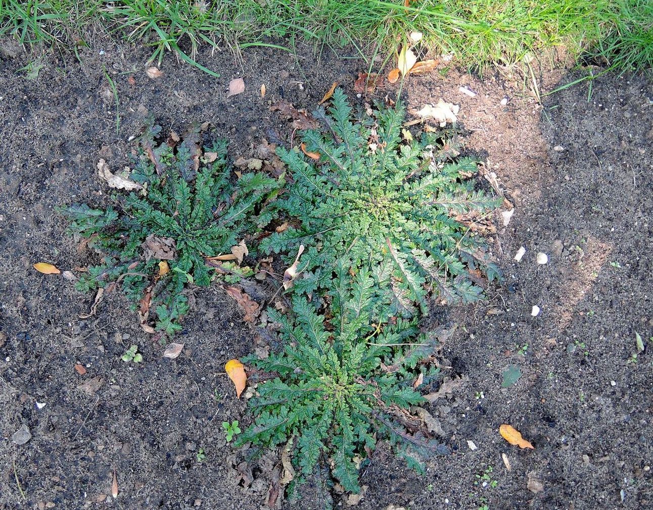 Image of Verbascum blattaria specimen.