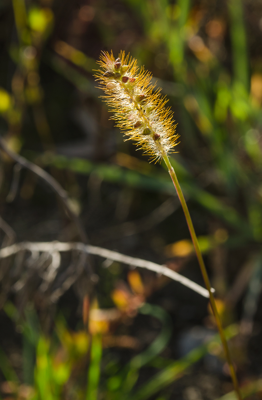 Image of Setaria pumila specimen.