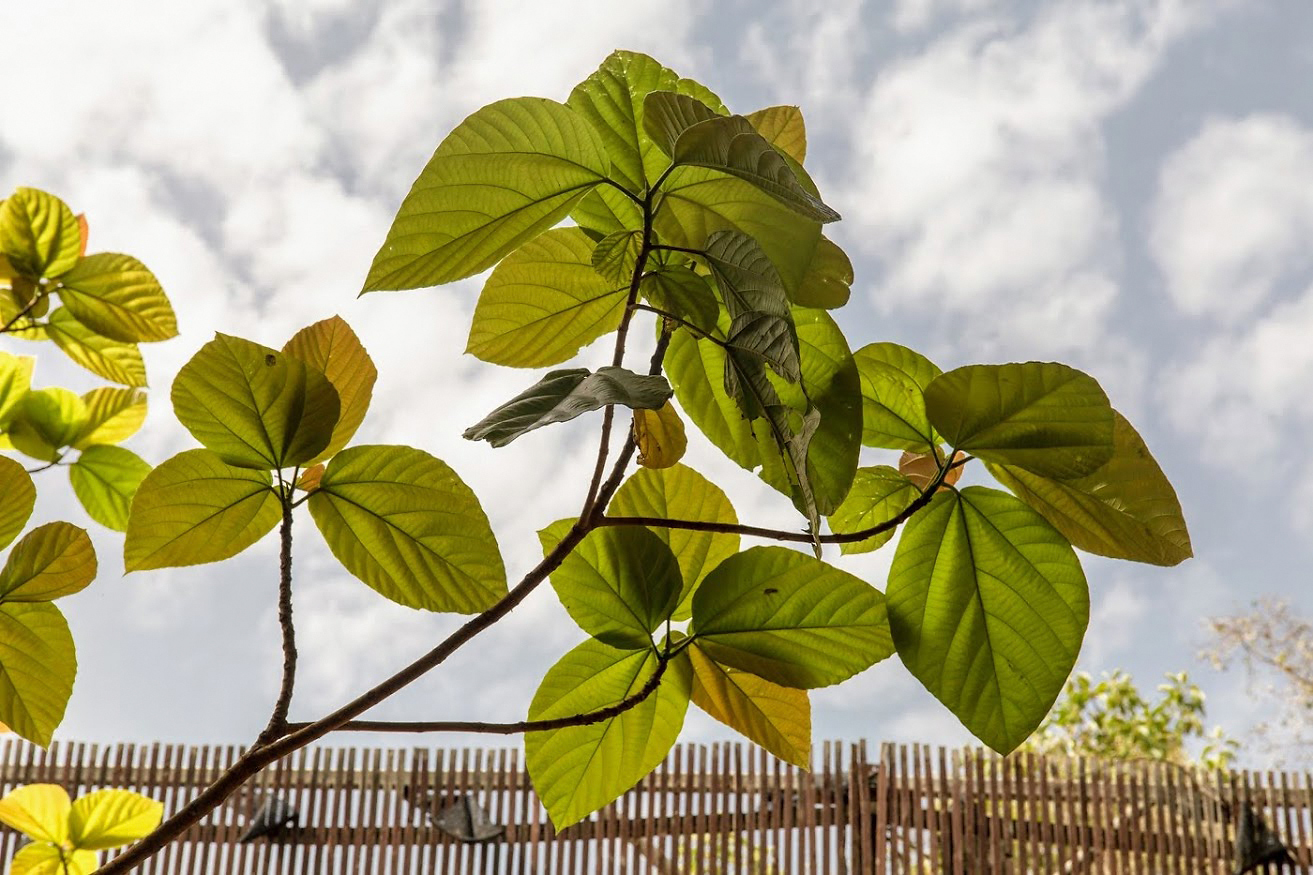 Изображение особи Ficus auriculata.