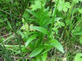 Limnorchis convallariifolia