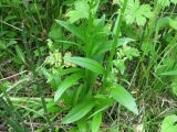 Limnorchis convallariifolia. Цветущие растения (общий вид сверху, акцент на лист). Камчатский край, Елизовский район, природный парк \"Вулканы Камчатки\", кордон Центральный,\"Медвежья тундра\", заболоченный луг, 22.07.2010.