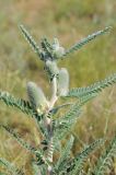 Astragalus alopecias