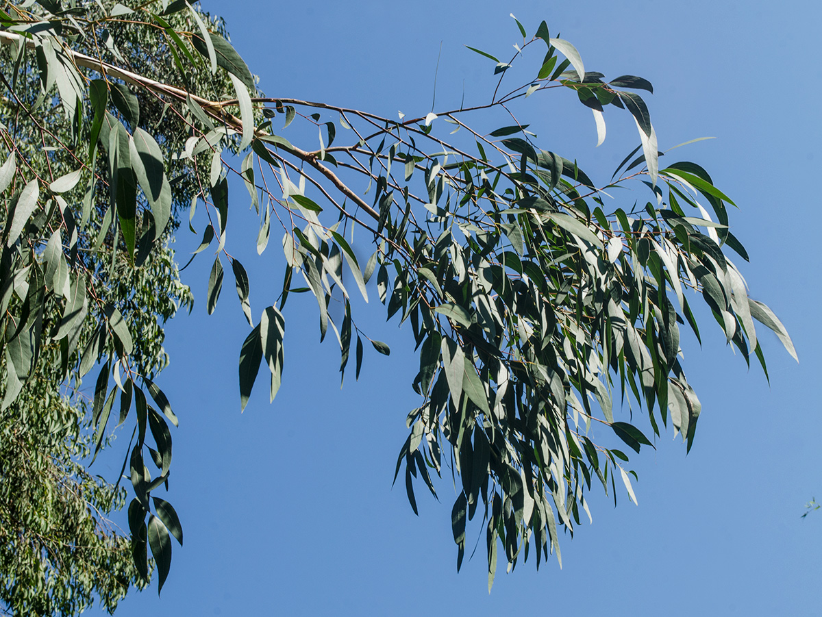 Image of genus Eucalyptus specimen.